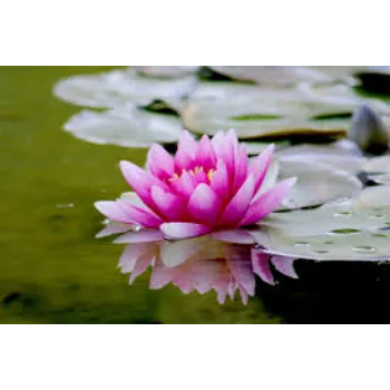 Natural lotus flower