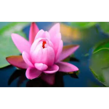 Natural Lotus Flowers