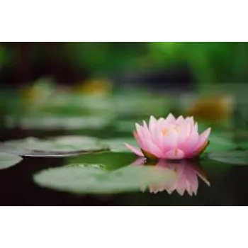 Fresh Lotus Flowers