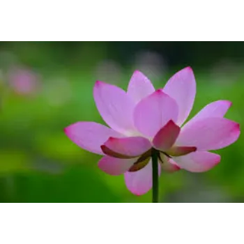 Natural Lotus Flowers