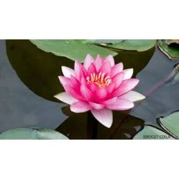 Fresh Lotus Flowers