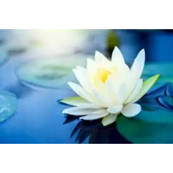 Organic Lotus Flowers