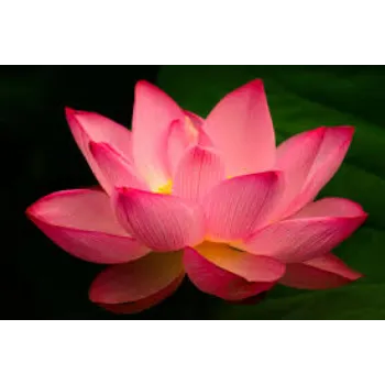 Common Lotus Flowers