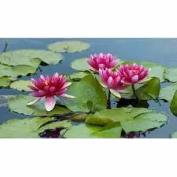 Rare Lotus Flower