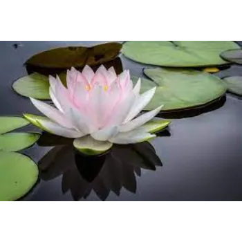 Fresh  Lotus Flower