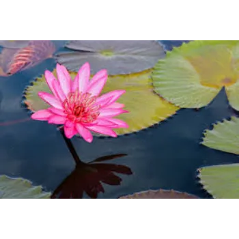 Natural  Lotus Flower