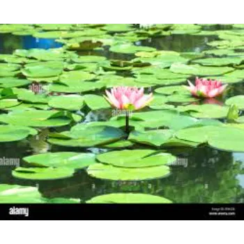 Natural Lotus Flower