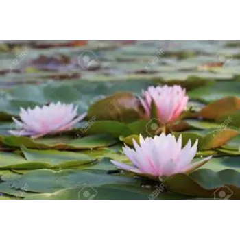 Lotus Flower