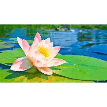 Natural Lotus Flower