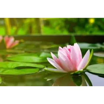 Natural  Lotus Flower