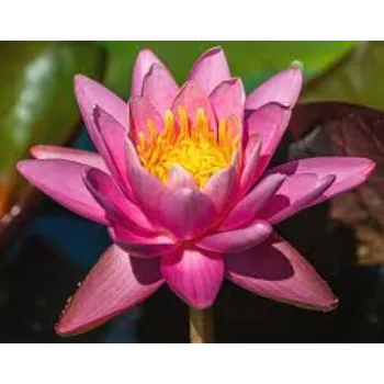 Organic Lotus Flower