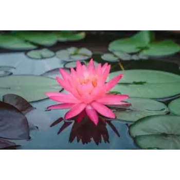 Lotus Flower