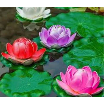 Organic Lotus Flowers