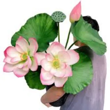 Natural Lotus Flowers