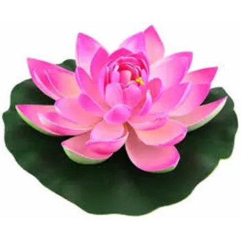 Fresh Lotus Flowers