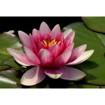 Fresh Lotus Flower