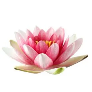 Fresh Lotus Flower