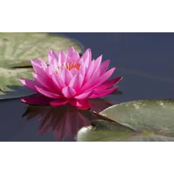 Common Lotus Flower