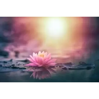 Natural Fresh Lotus Flower