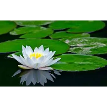 Organic Lotus Flowers