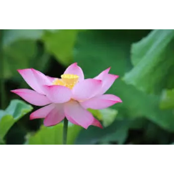 Fresh Lotus Flowers