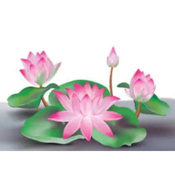 Natural Lotus Flowers