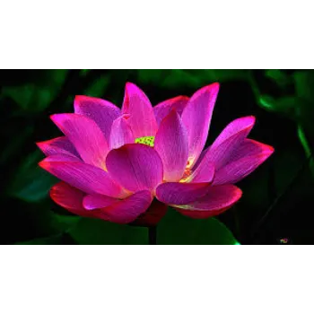 Organic Lotus Flowers