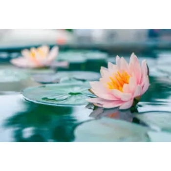 Natural Lotus Flowers