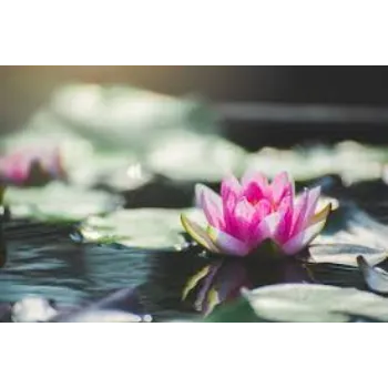 Fresh Lotus Flower