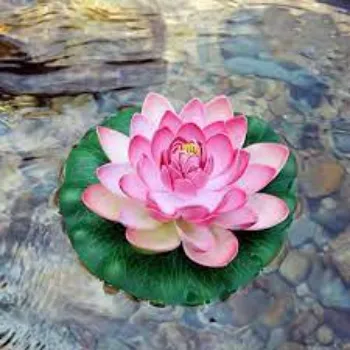 organic Lotus Plant