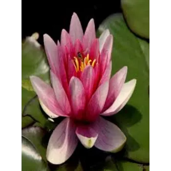  Organic Lotus Plant