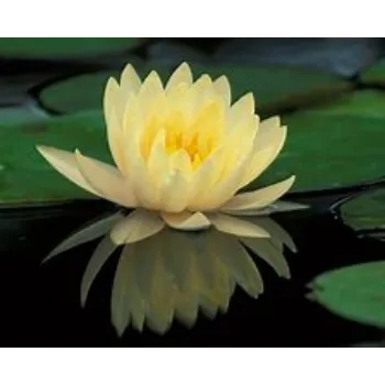Fresh  Lotus Plant