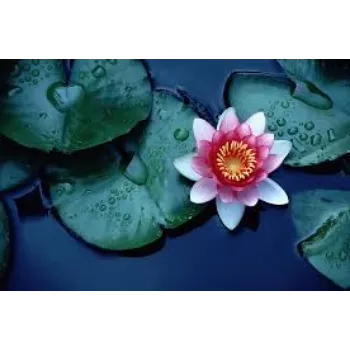 Natural Lotus Plant