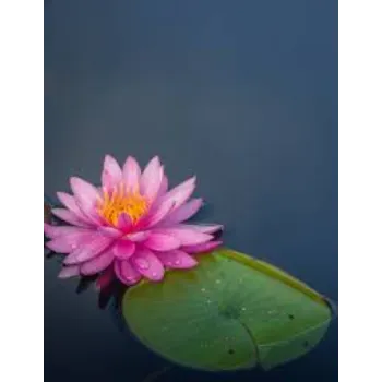 Common Lotus Plant