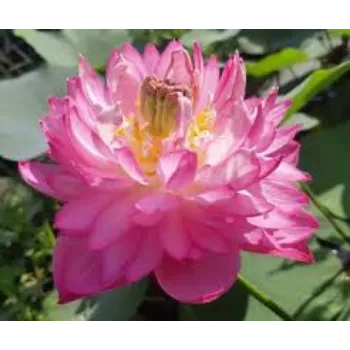 Organic Lotus Plant