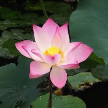 pink-white Lotus Plant