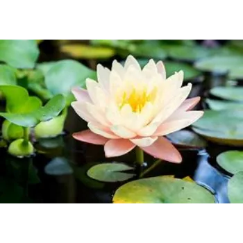Lotus Plant