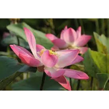 Organic Lotus Plant