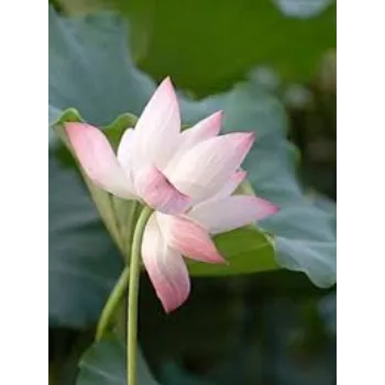 Natural Lotus Plant