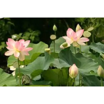 Rare Lotus Plant