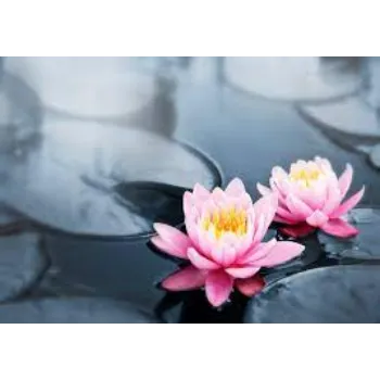 natural Lotus Plant