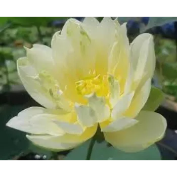  Organic Lotus Plant
