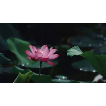 Fresh  Lotus Plant