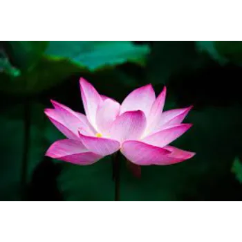 Organic Lotus Plant