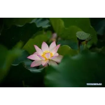 Natural  Lotus Plant