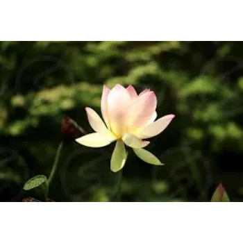 Organic Lotus Plant