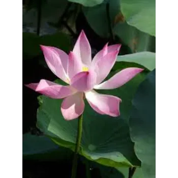 Natural Lotus Plant