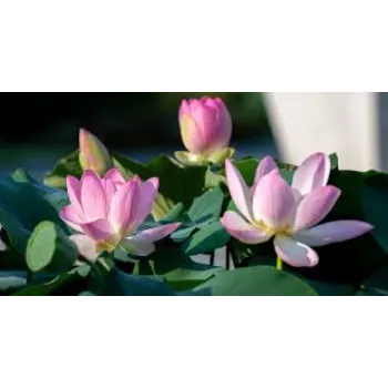  Lotus Plant