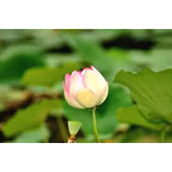 Natural Lotus Plant