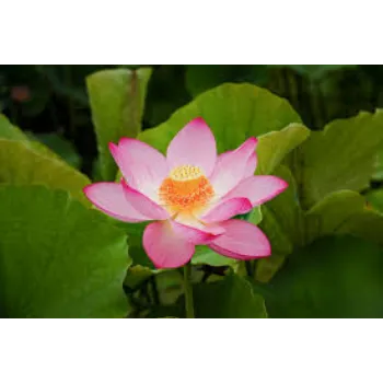 Lotus Plant Manufacturer